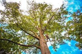 Windsor, NC Tree Services Company